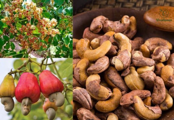 Hình ảnh cây điều và quả điều – nguyên liệu sản xuất hạt điều rang muối giàu dinh dưỡng