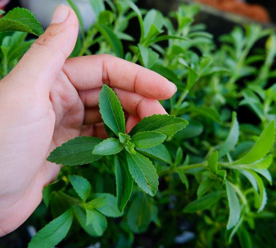 Cỏ ngọt có tác dụng gì? Sự thật bạn cần biết